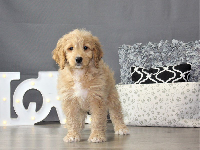 Goldendoodle Mini