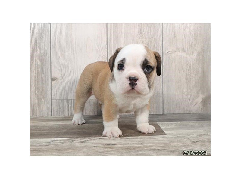 Bulldog/Bulldog-Beagle