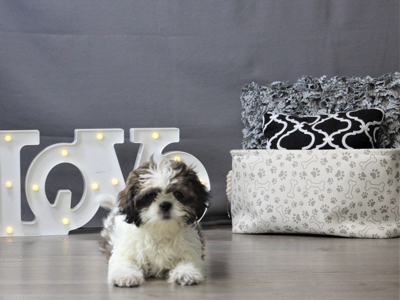 Shih Tzu