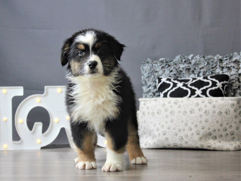 Australian Shepherd