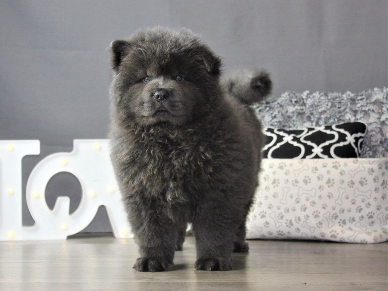 Chow Chow