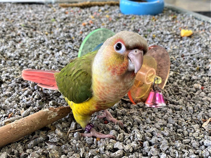 Pineapple Green Cheek ConureBIRDGreen/ yellow/ red/ tan3121939