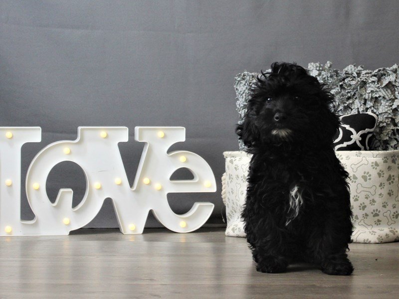 Poodle/Golden Retriever