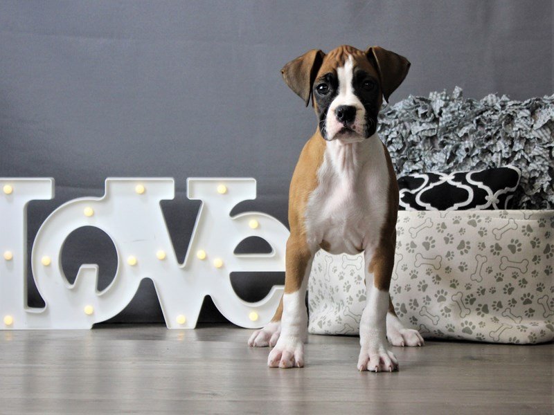 Boxer