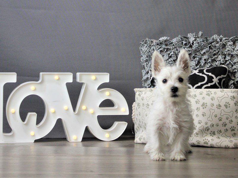 West Highland White Terrier