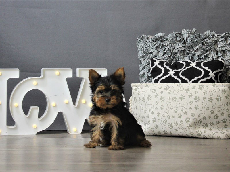 Yorkshire Terrier