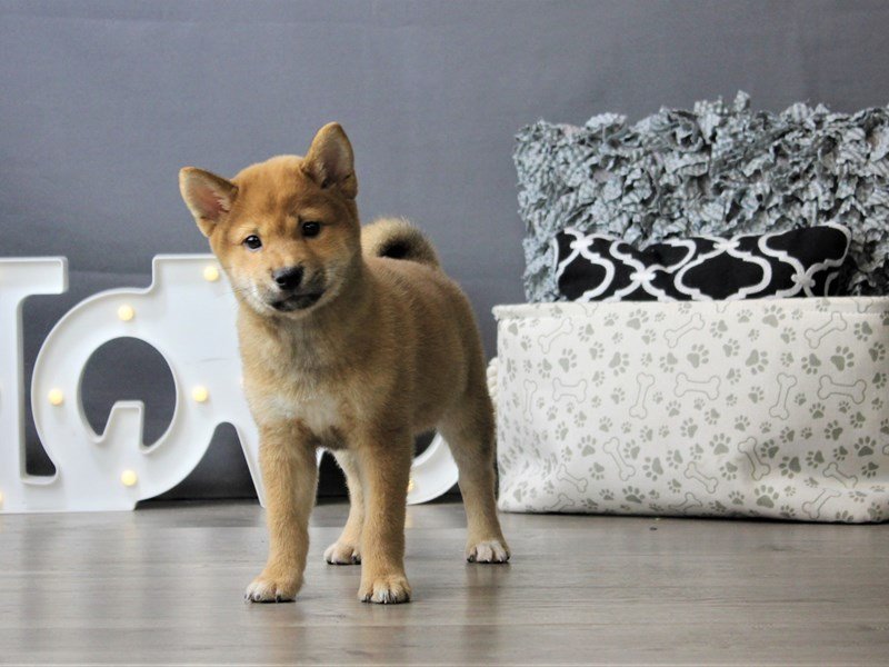 Shiba Inu