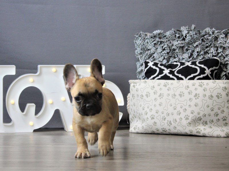French Bulldog