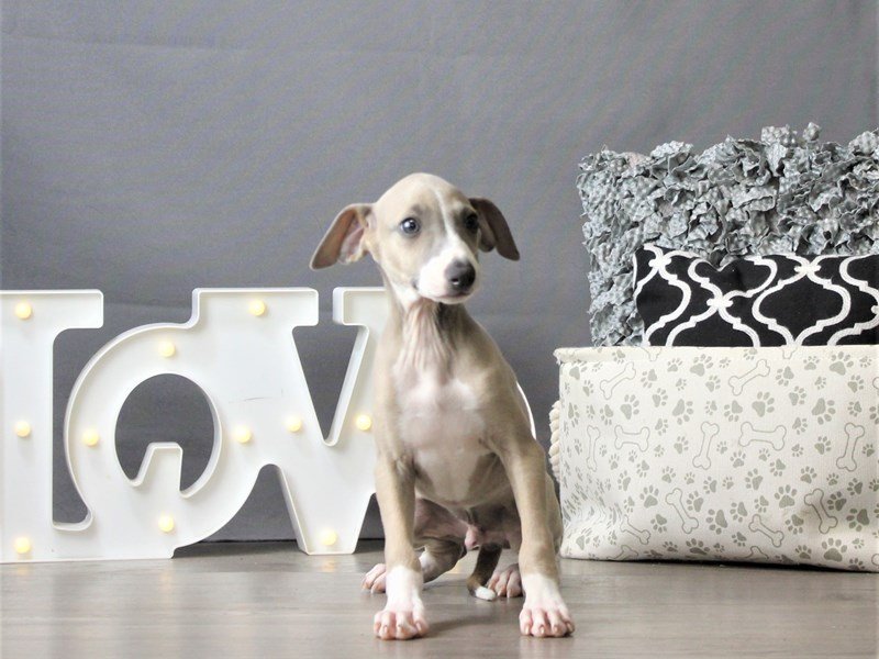 Italian Greyhound