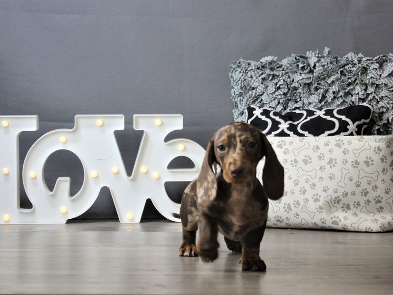 DachshundDOGFemaleChocolate Dapple3162134Petland Columbus, Ohio