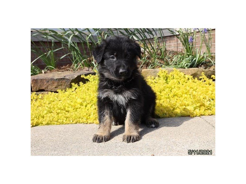 German Shepherd Dog
