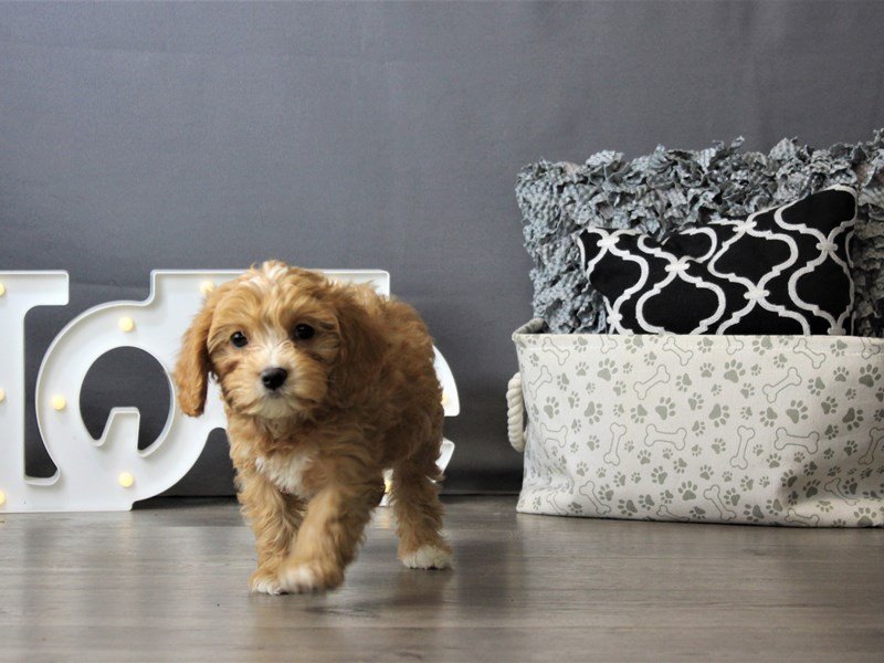 Cavalier King Charles Spaniel/Toy Poodle