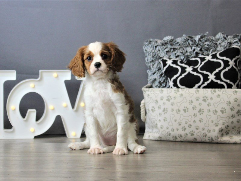 Cavalier King Charles Spaniel