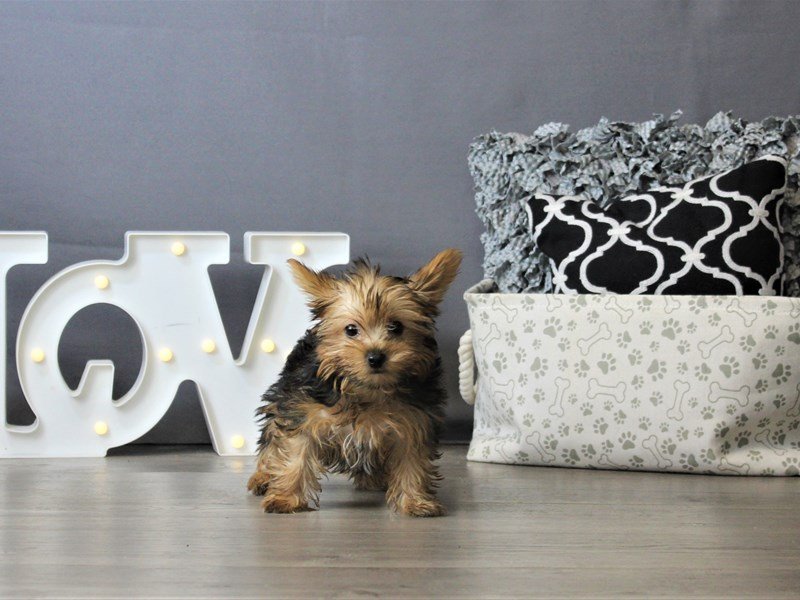 Yorkshire Terrier