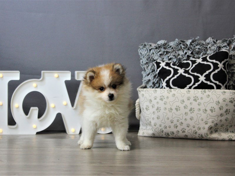 Pomeranian