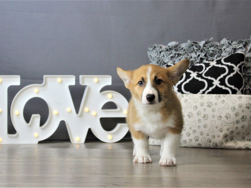 Pembroke Welsh Corgi