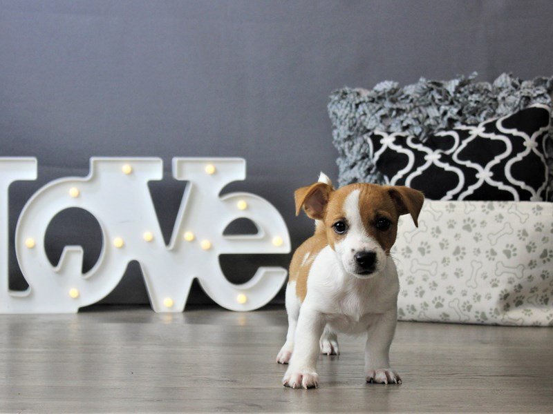 Jack Russell Terrier