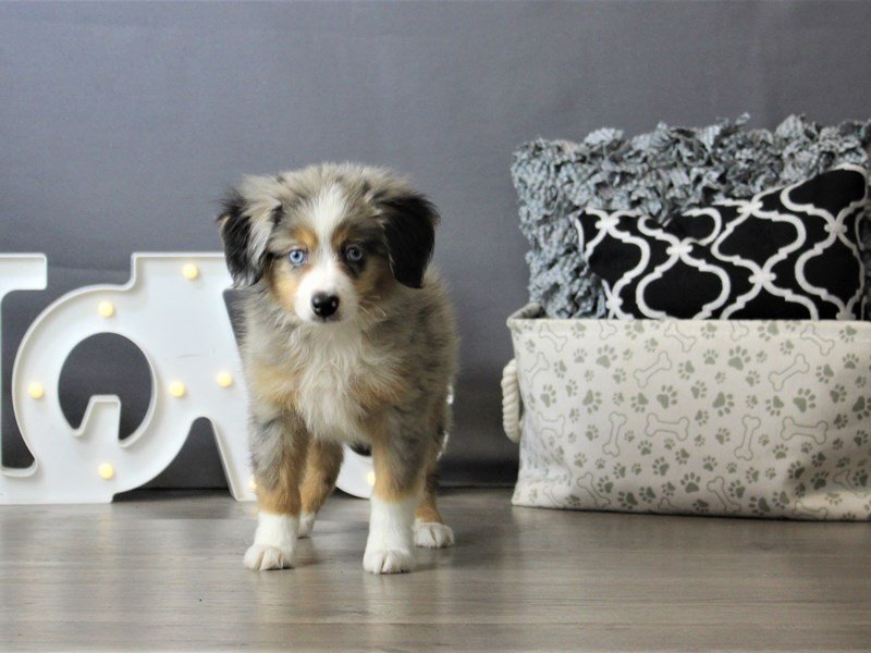 Miniature Australian Shepherd
