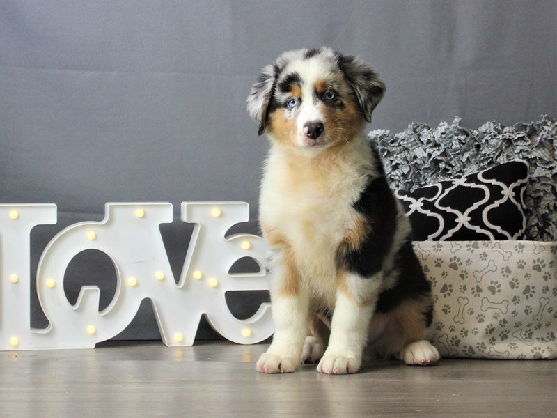 Australian Shepherd