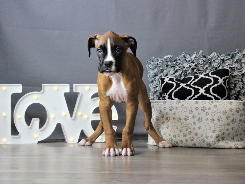 Boxer