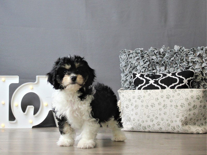 Cavachon