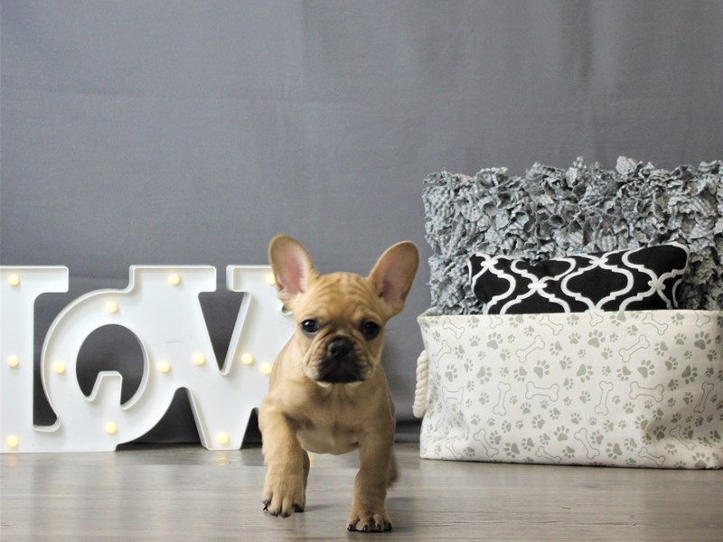 French Bulldog