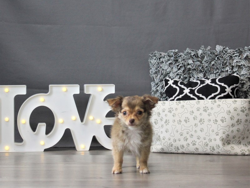 Chihuahua