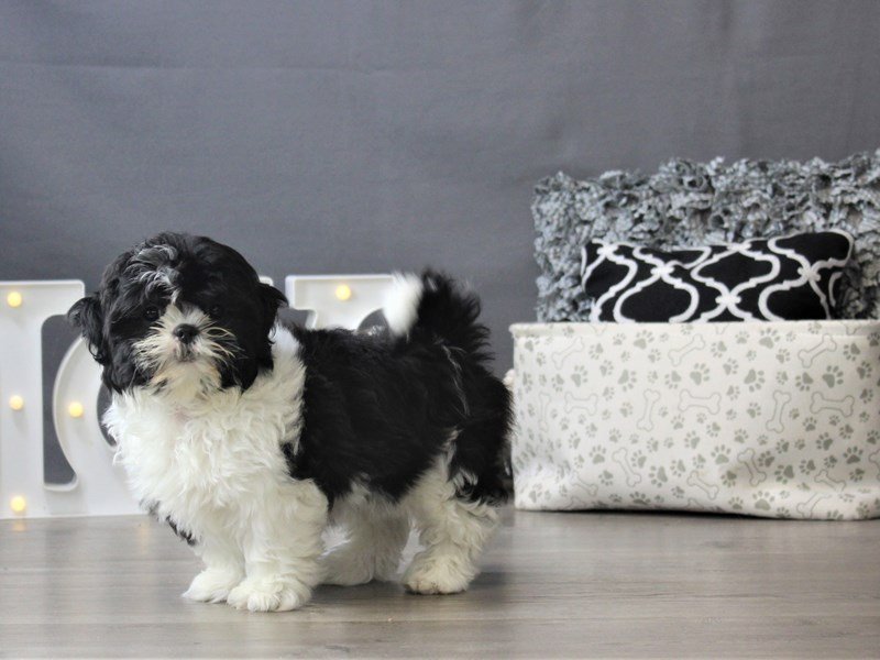 Shih Tzu