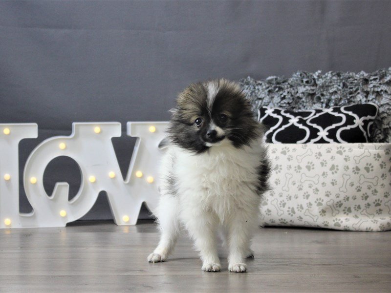 Pomeranian