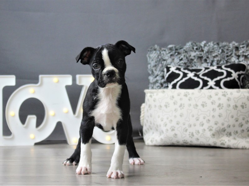 Boston Terrier