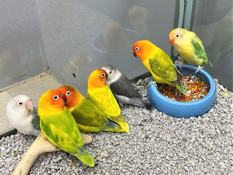 lovebird