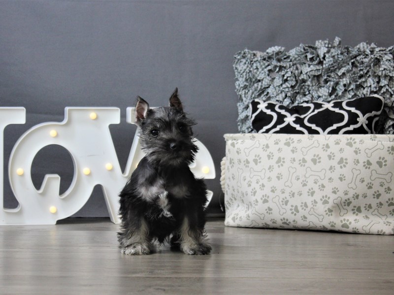 Miniature Schnauzer