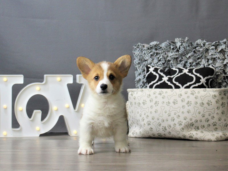 Pembroke Welsh Corgi