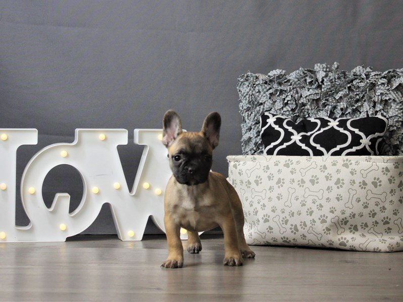 French Bulldog
