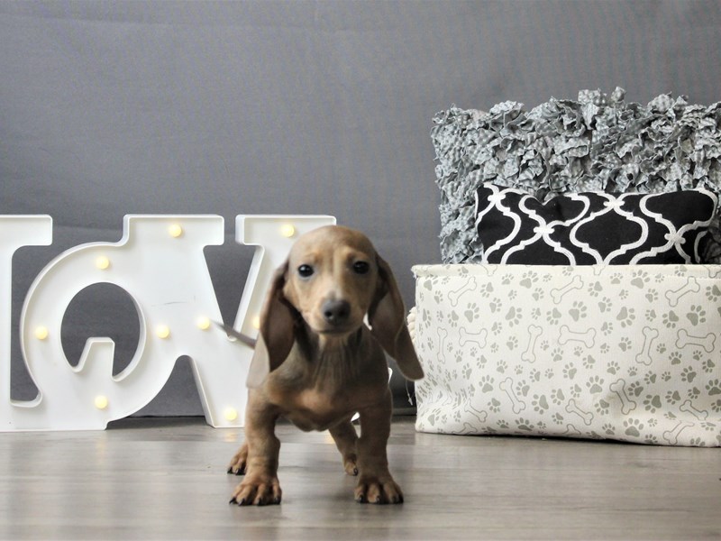 Dachshund