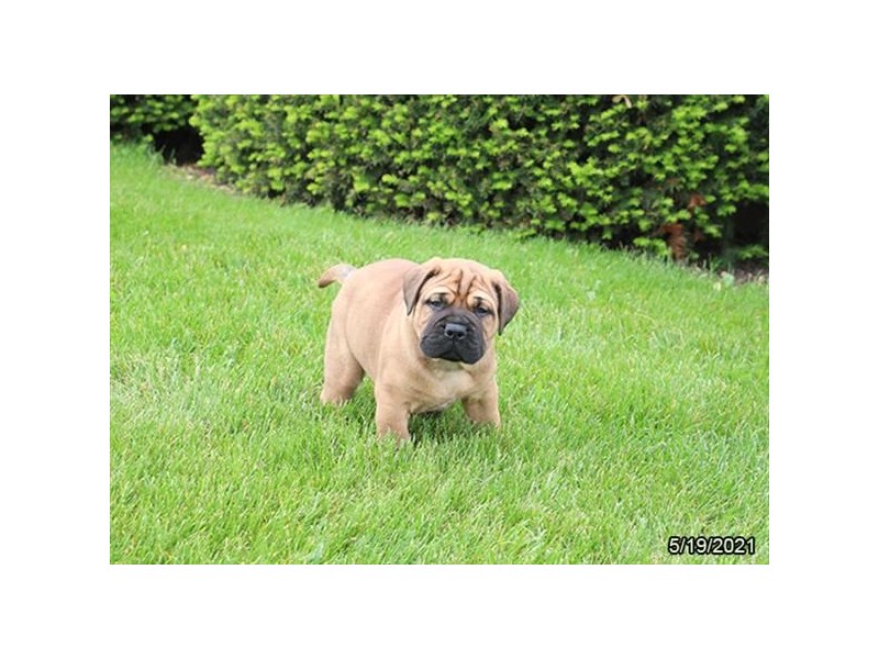 Bullmastiff