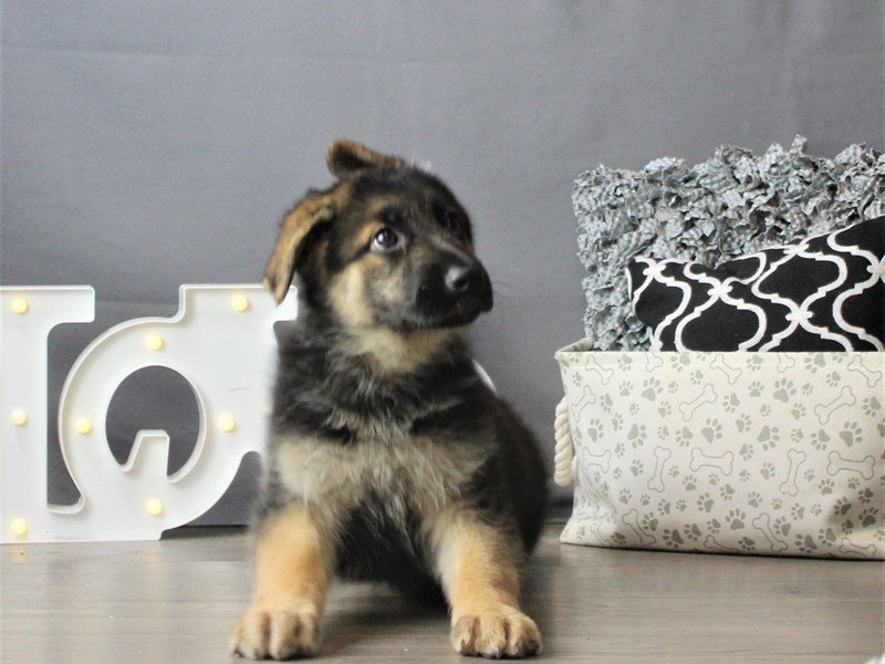 German Shepherd Dog