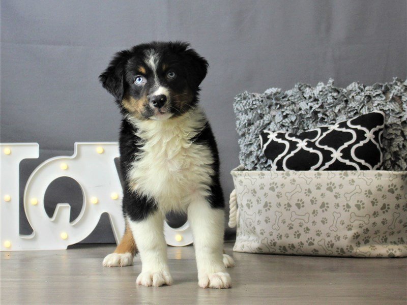 Australian Shepherd