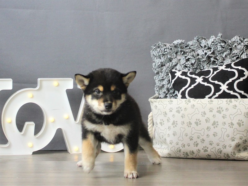 Shiba Inu