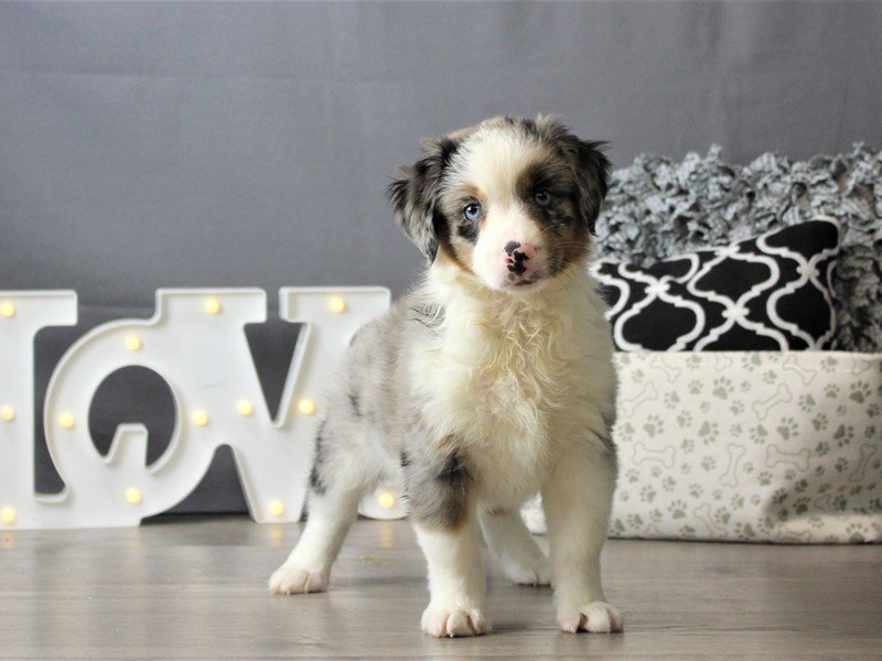 Miniature American Shepherd