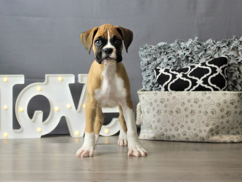 Boxer