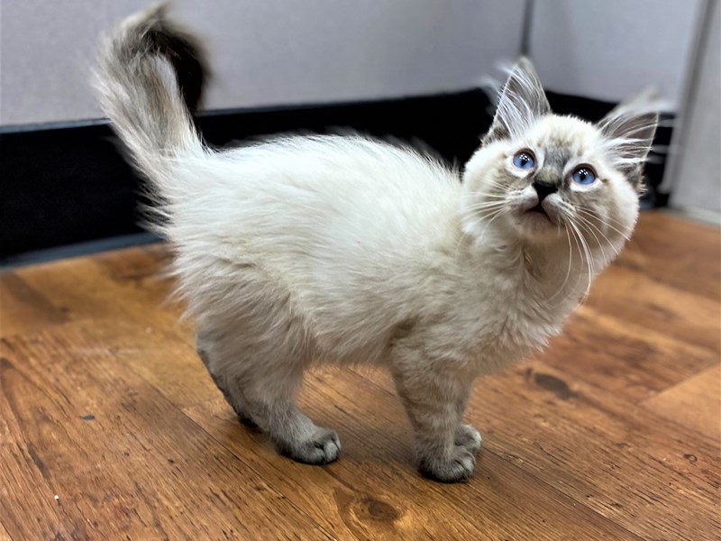 Ragdoll