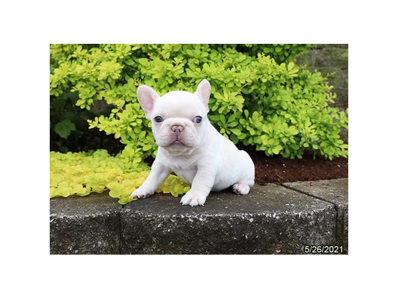 French Bulldog