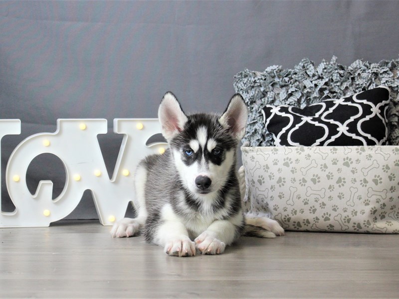 Siberian Husky