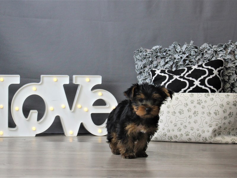 Yorkshire Terrier