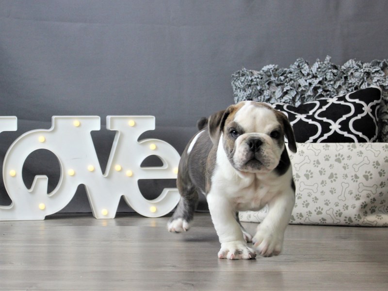 Bulldog