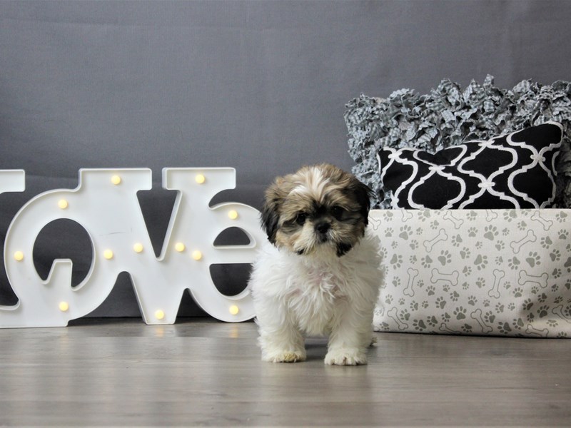 Shih Tzu