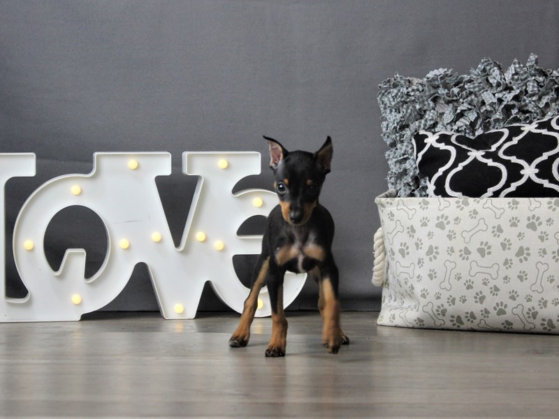 Miniature Pinscher