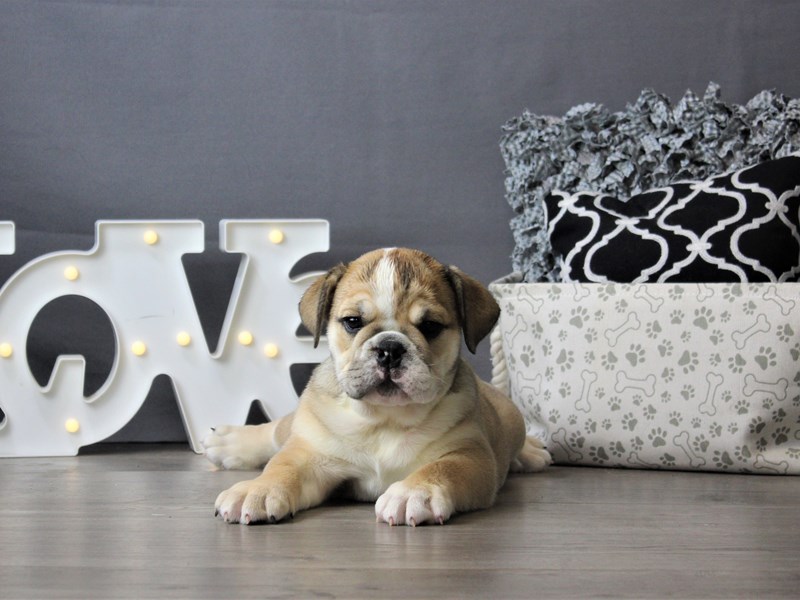 English Bulldog