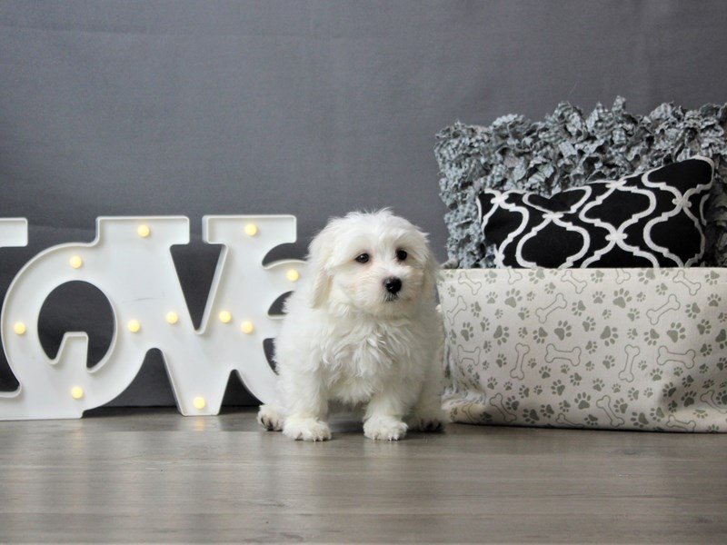 Coton De Tulear
